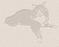 Bern cat