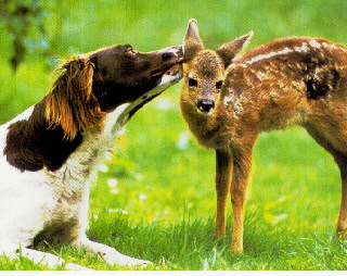 fawn