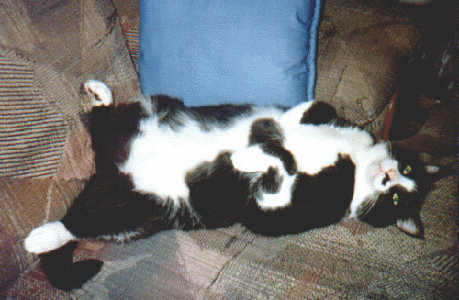 Have You Hugged Your
Cat Today?