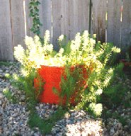 Tub Garden