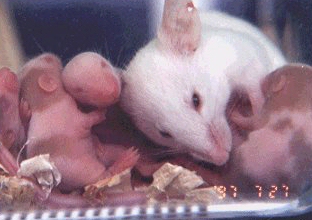 My dear pet mice