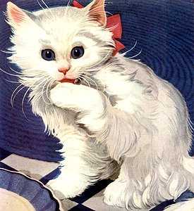 cat