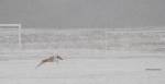AwhiteWhippetdoesn'tshowuptoowellinwhitesnow!