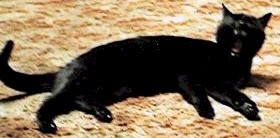Spike