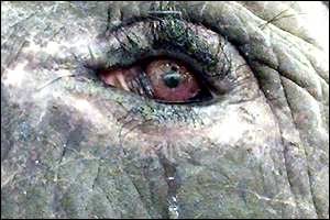 Elephant weeping