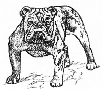 The Bull 'n Terrier Web Ring - Click to join or 
learn more