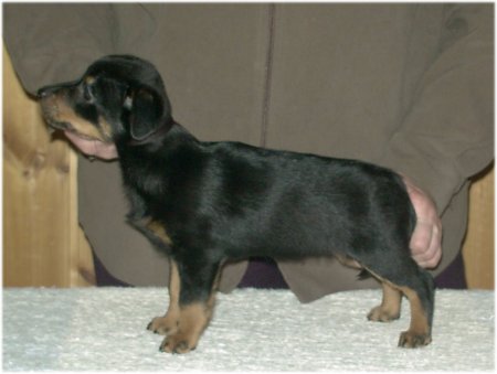 Lancashire Heeler  Tara
