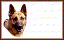 Odin Pet Page Excellence 
Award