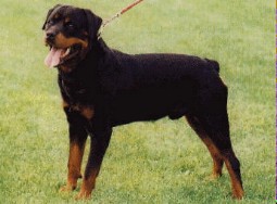 Champ von der Scherau