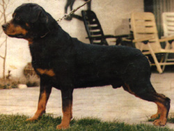 Falko von der Tente
