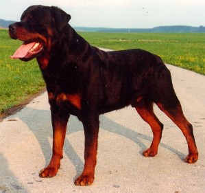Nero vom Schloss Rietheim