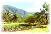 the farm