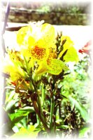 la flora