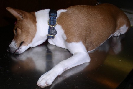 Ruby on the examination table about one minute after an IM injection of Domitor