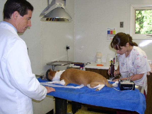 Masked and shaved for heart and pulse monitor