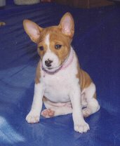 Ruby at 6 weeks old