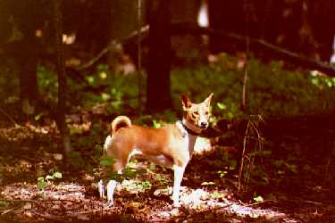 Ruby in the woods