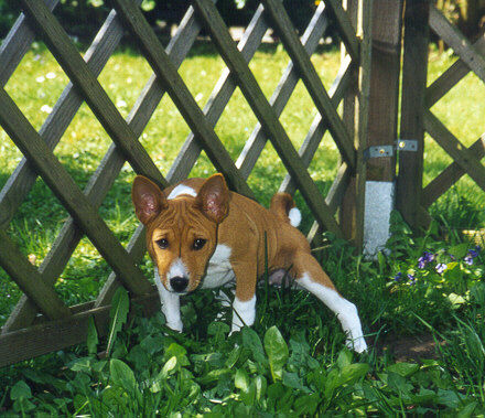 Almaaz by the garden gate