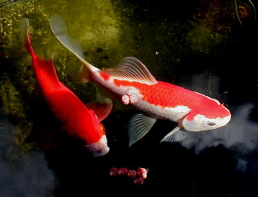 Goldfishes Jelicu and Goldie