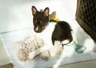 Jessie with her toys