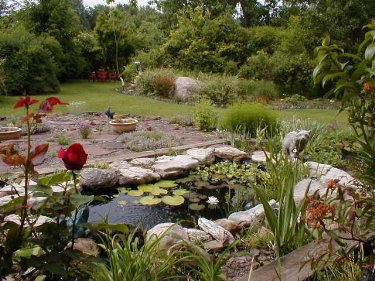 The pond in July from upper terrace