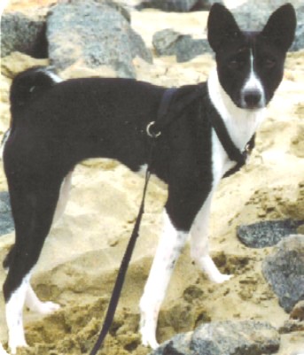 California girl Kona catches some sun on the beach