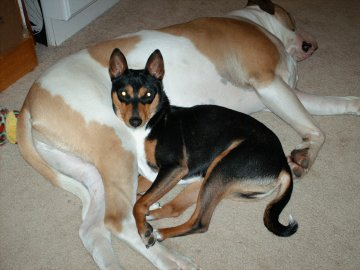 Senji, now a big boy with brother Bruno