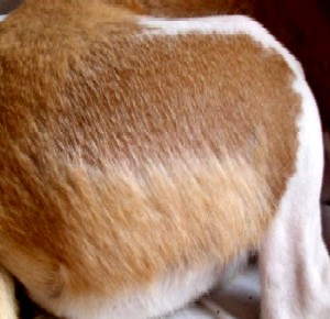 Section of hip where the undercoat is shedding out