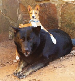 Sunny, a red/white basenji puppy, with her friend Slick