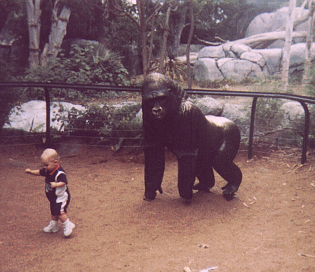 Gorillas in the Mist