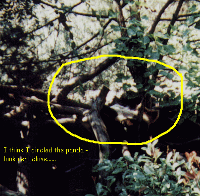 Panda - look close now!