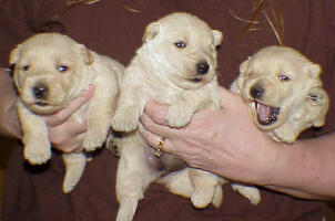 wheatens
