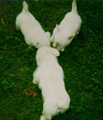 wheatens