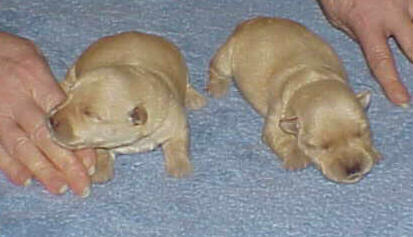 puppies