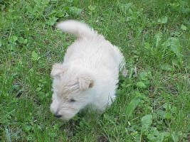 wheatens
