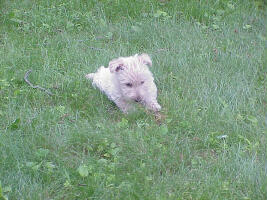 wheatens