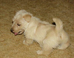 puppies