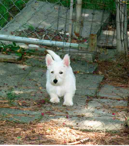 wheatens