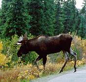 BullMoose