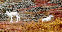 sheep