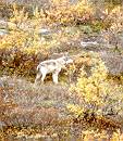 wolf