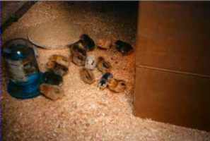 Week Old Chicks