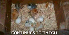 cont2hat.jpg