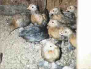 Month Old Chicks