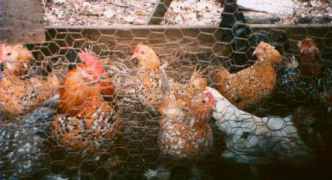 flock4.jpg - 9750 Bytes