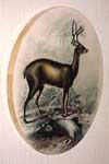 deer angle sm.jpg (9731 bytes)