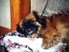lazy_dogt.jpg (9362 bytes)