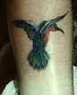 Small hummingbird.