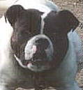 Chopper, the Olde.