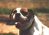 Dunnington's FUJIMO Max